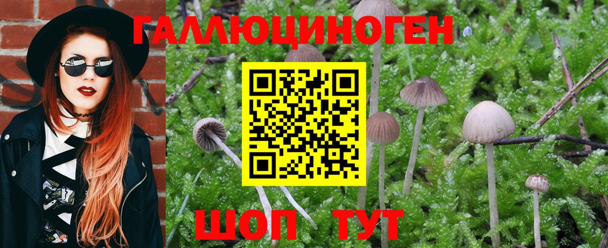 Псилоцибиновые грибы Psilocybine cubensis  Вход с VPN  Кинешма  Псилоцибиновые грибы мухоморы 